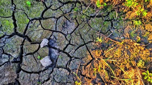 Dry With Cracked Clay Soil. Texture Natural. Tracking Shot