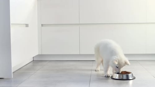 White Puppy Eating Food from Bowl in Kitchen
