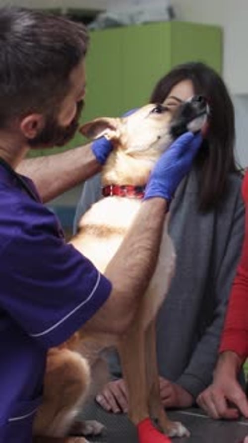 Taking your Adorable Dog for a Veterinary Visit at a Local Clinic for Consultation and Care