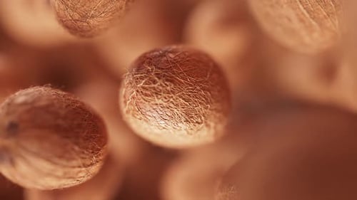 Gros plan sur les graines naturelles dans Soft Focus