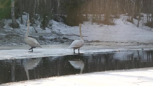 Zwei Singschwäne laufen auf Eis am Fluss herum