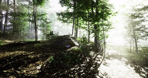 Sunlight Filters Through Trees in a Peaceful Forest Landscape