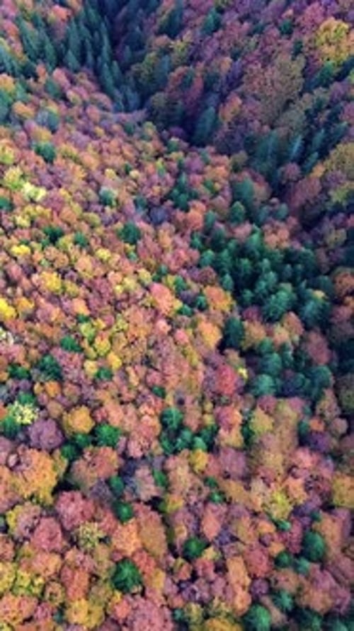 Vertical Aerial View of Colorful Autumn Trees in a Hilly Forest Landscape