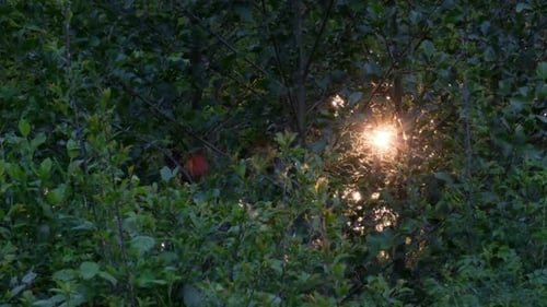 Golden Sunlight Shining Through Forest Tree Canopy