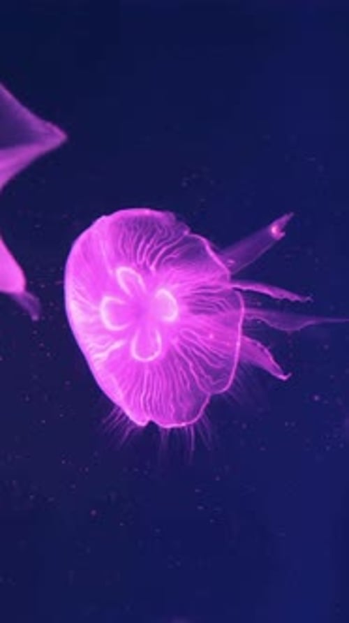 Pink Jellyfish Floating in Dark Ocean Waters