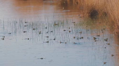 Golden Dry Reeds Grow On The Riverbank With An Army Of Frogs Swimming On The Swamp in mating seaason