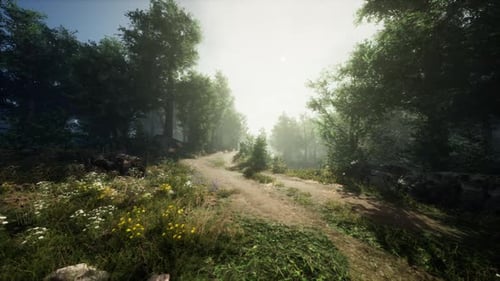 Sunlight Filters Through Trees Along a Winding Forest Path in the Early Morning