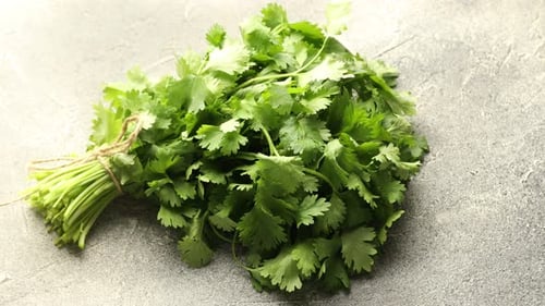 Bunch of aromatic cilantro on grey table, above view