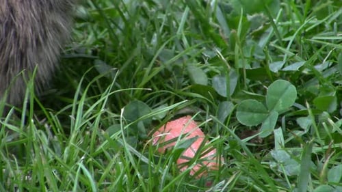 A young rabbit eating fresh healthy carrots from my vegetable garden...so...cute.