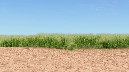 Time-lapse of Green Grass Sprouting on Arid Cracked Earth