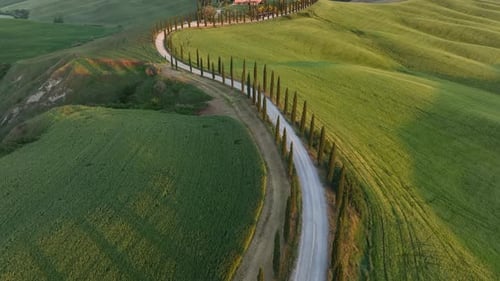 Aerial video of the landscape in Tuscany Green fields in Tuscany with a cypress road