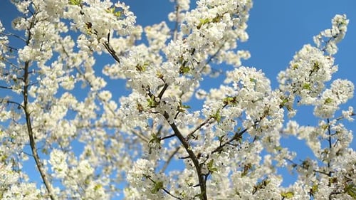 white cherry blossoms pollinated by bees on a sunny day with blue sky