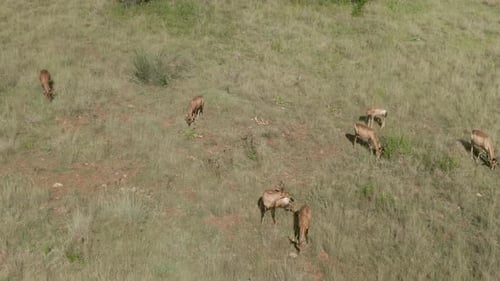 Drone aerial footage of a Nyala antelope herd with a baby grazing on summer savannah grass