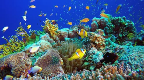 Underwater Scene Tropical Reef Clownfish