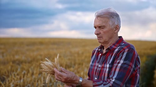 Senior Farmer Inspecting Wheat Harvest in Golden Field