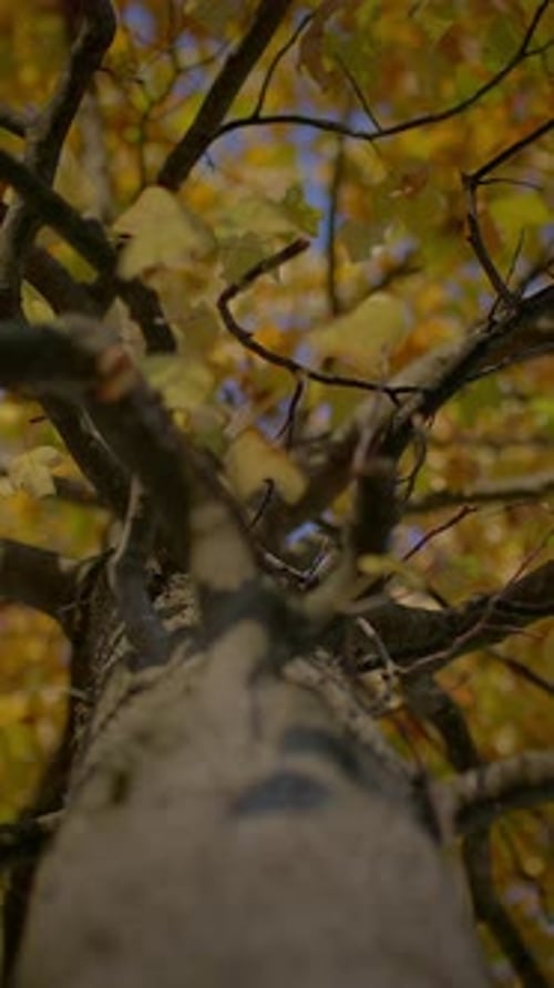 Gazing Upward at a Majestic Tree Adorned with Beautiful Autumn Leaves of Various Hues