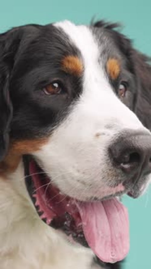Bernese Mountain Dog Panting and Drooling on Turquoise Background Vertical
