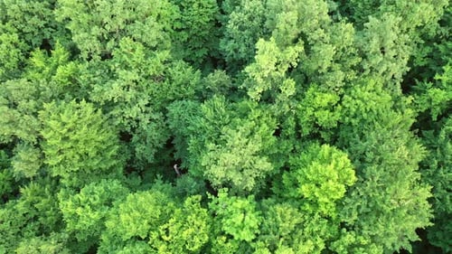 Tops of green trees outdoors in summer day. Aerial view.