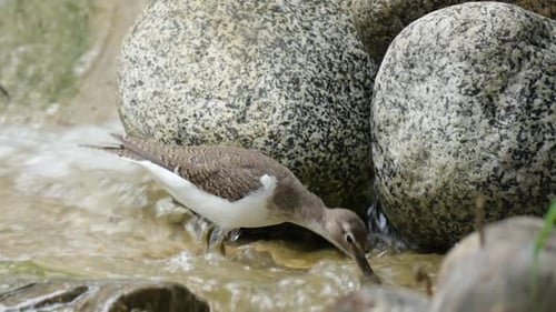 Flussuferläufer (Actitis hypoleucos) Watvögel suchen an einem kleinen Wasserfall im Flachwasser nach Futter — Nahaufnahme