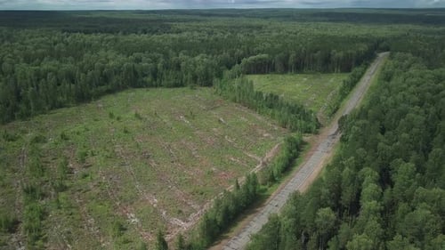 Entwaldung. Luftbild des grünen Mischwaldes mit Entwaldungsgebieten und
Asphaltstraße