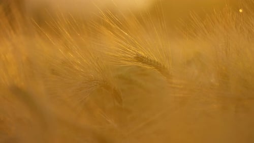 Wheat Field at Sunset