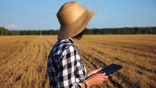Female Farmer Uses Digital Tablet While Going Through Wheat Meadow Adult Agronomist in Straw Hat