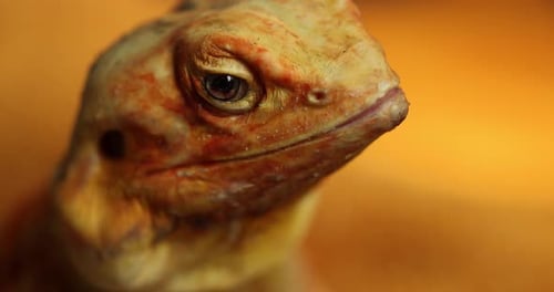 Slow-Motion Close-Up: The Hypnotic Eyes of a Naked Agama Lizard