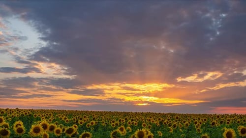 Sunset Over a Field with Sunflowers