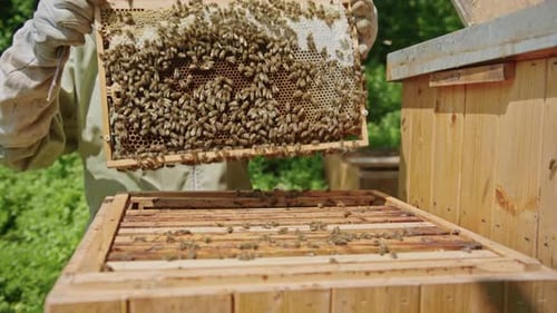 Beekeeper Harvesting Honey At Apiary Bee Yard. Close Up