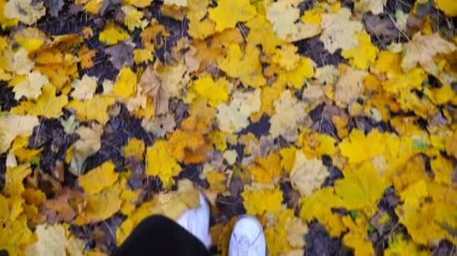Point of View to Male Foot Stepping on Fallen Maple Leaves Legs of Young Man in Sneakers Going on