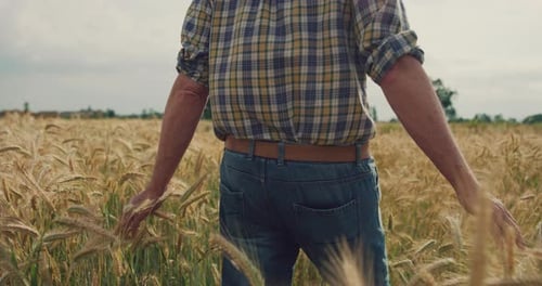 Cinematic shot of happy and carefree mature male farmer touching wheat crop ears in grain field us