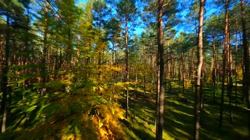 FPV Flight Through Autumn Forest