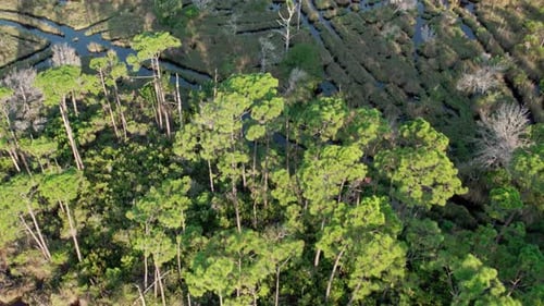 Luftflug über Sumpf- und Sumpfgewässer in einem dichten Waldgebiet Floridas