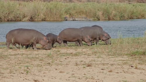 Hippo Wading Through Water in Kruger National Park’s Scenic Landscape