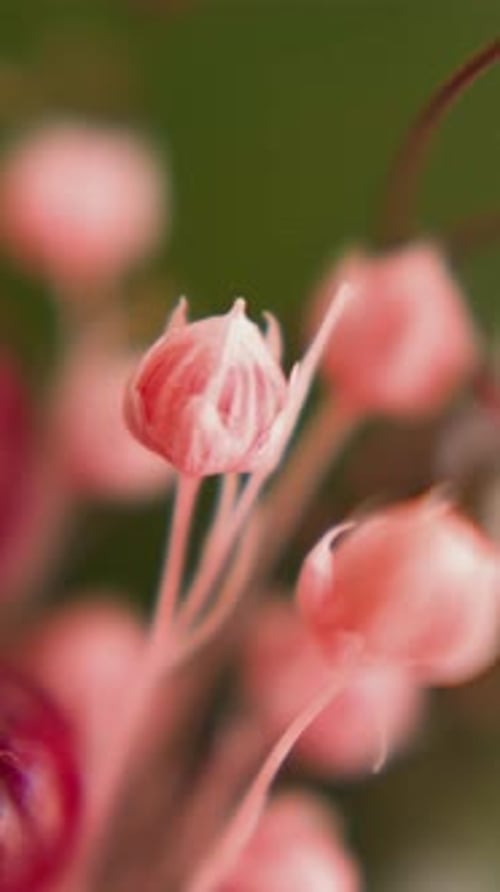 Pale Pink Flower Buds Close Up Vertical
