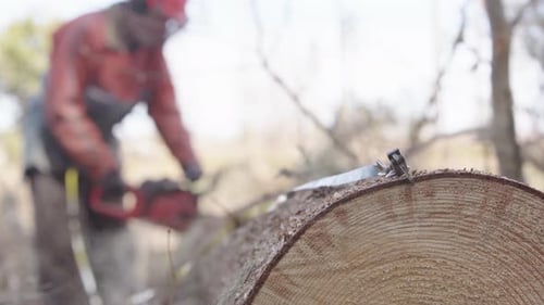 SLOW MOTION - The measuring tape is hooked into the visible rings of the tree