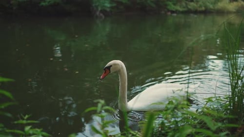 Gros plan - un cygne blanc nage à la surface d'un étang le long de la rive