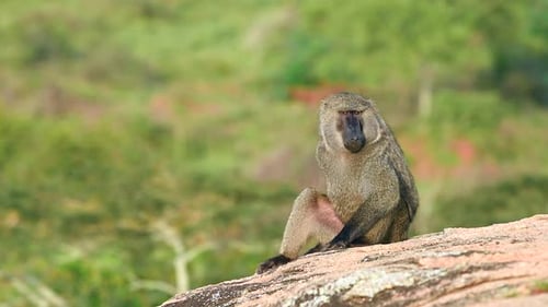 Baboon family sitting on a rock in Uganda Savannah