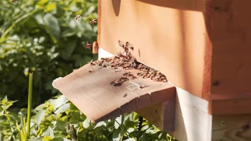 Wooden beehive and bees. Close up of flying bees in the morning at busy time