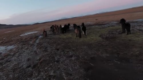 Herd Of Icelandic Horses Peacefully Standing On The Mountain Field In Iceland.-aerial shot
