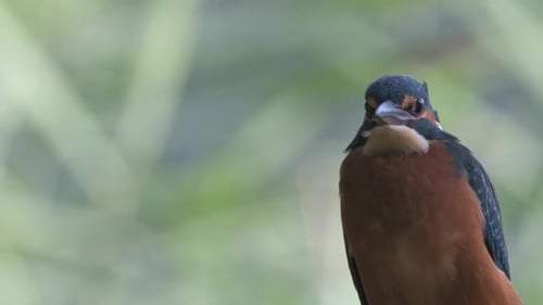 Brown and blue adult Kingfisher sitting on a branch