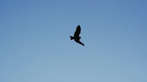 Hawk Gliding Serenely Through Clear Blue Sky