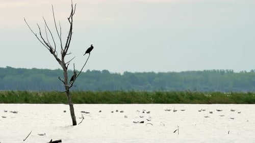 Kormoran thront auf einem toten Baum am See bei Sonnenuntergang