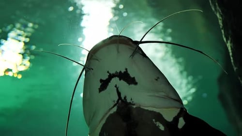 Großer Wels, der im grünen Aquarienwasser schwimmt, mit ausgestreckten Barben