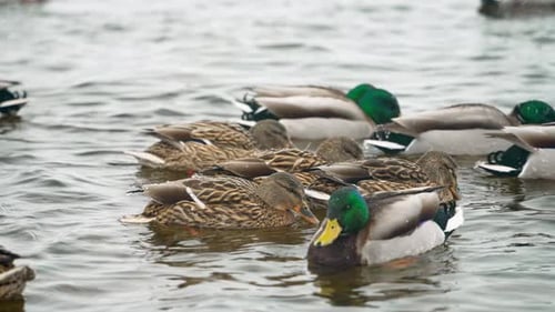 Mallard ducks swimming and feeding on lake