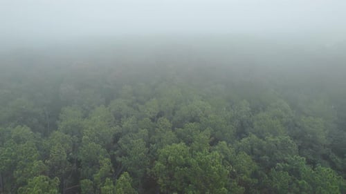 Nebel über dem üppigen grünen Wald. Luftbild