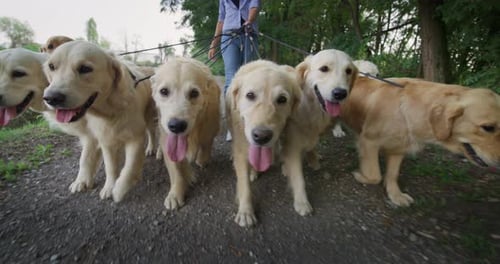 Close up of a Group of Purebred Pedigree Golden Retrievers Enjoying Their Daily Walk Outdoors. P