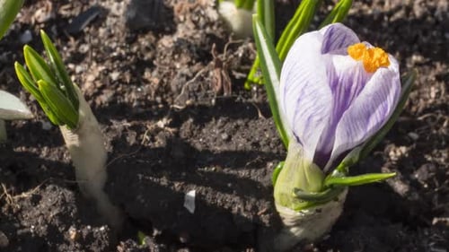Spring Crocus Flower in the Sun Timelapse