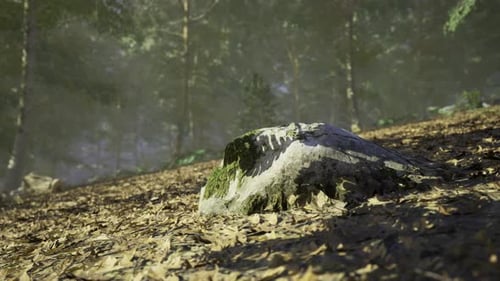 Natural Landscape Featuring a Moss Covered Rock in a Forest Clearing