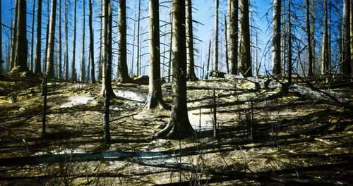 Landscape of a Forest Recovering From a Recent Wildfire in Broad Daylight